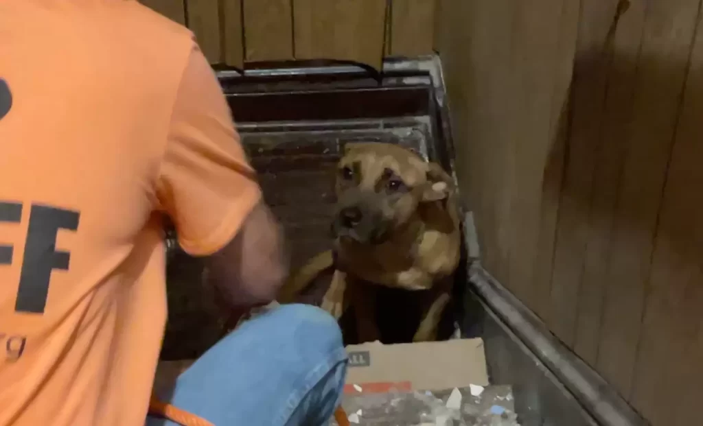 chien fidèle attend des semaines maison vide famille laissé derrière