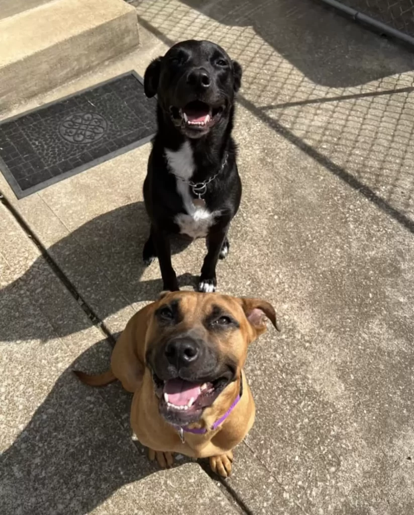 chien fidèle attend des semaines maison vide famille laissé derrière