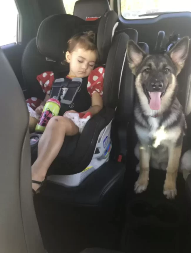 chien volé 5 ans parcourt 600 miles retrouver famille