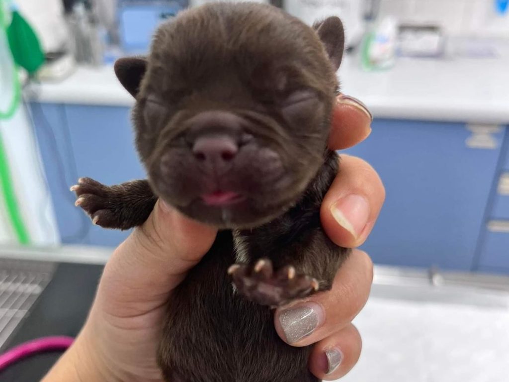 chiots nouveau-nés retrouvés abandonnés bois cordons ombilicaux attachés