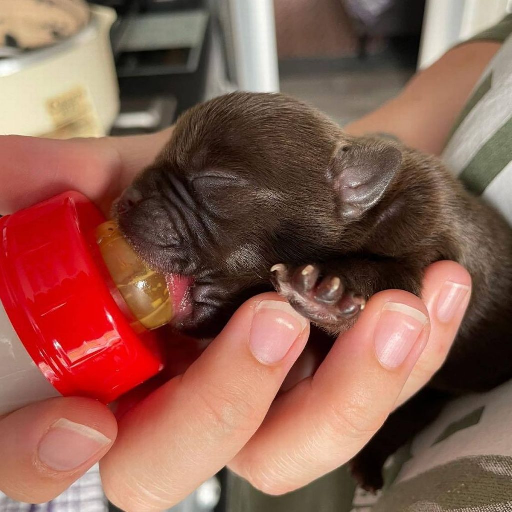 chiots nouveau-nés retrouvés abandonnés bois cordons ombilicaux attachés