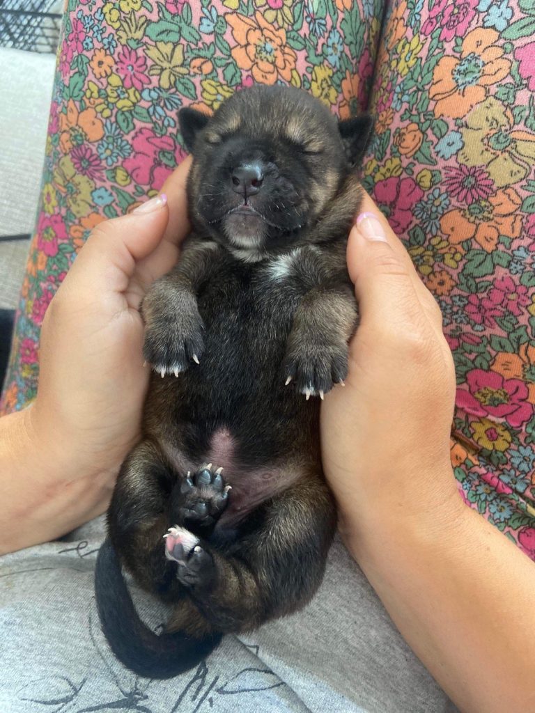 chiots nouveau-nés retrouvés abandonnés bois cordons ombilicaux attachés