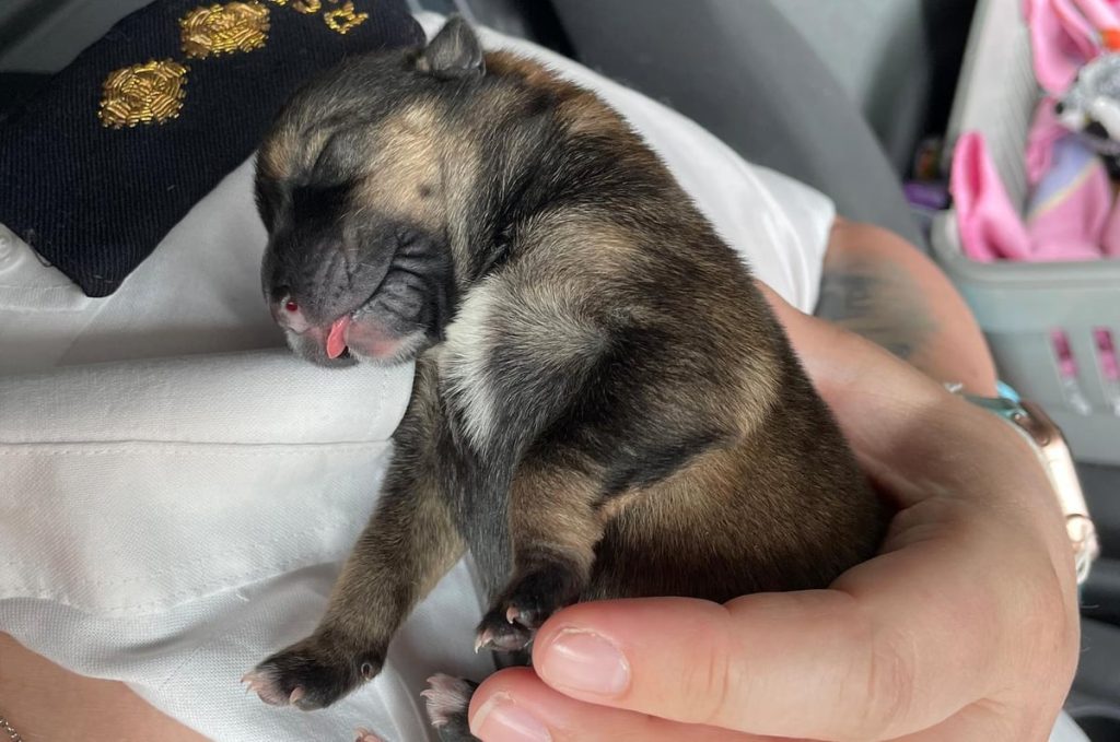 chiots nouveau-nés retrouvés abandonnés bois cordons ombilicaux attachés