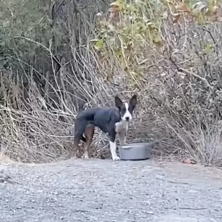 femme trouve chiot abandonné bois sait exactement quoi faire