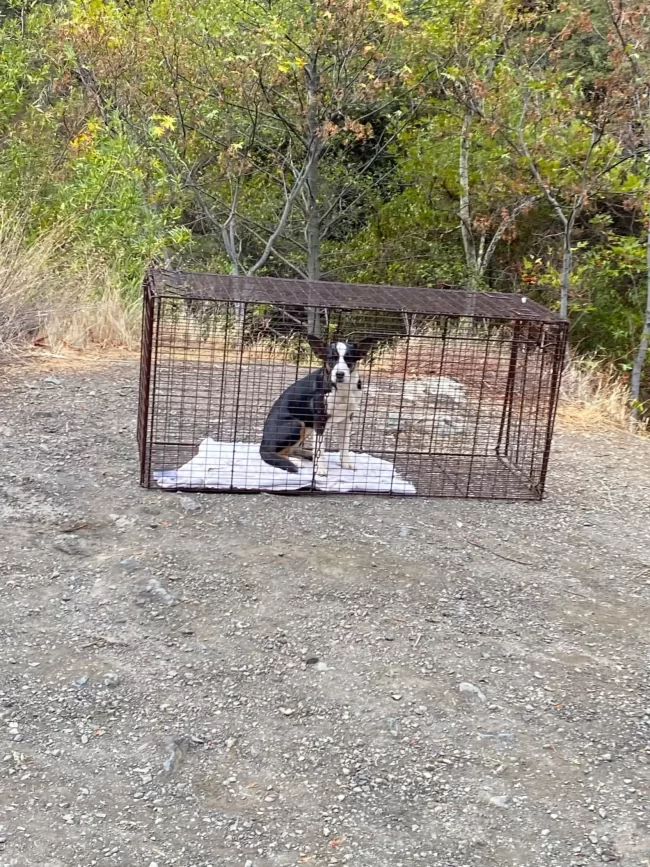 femme trouve chiot abandonné bois sait exactement quoi faire