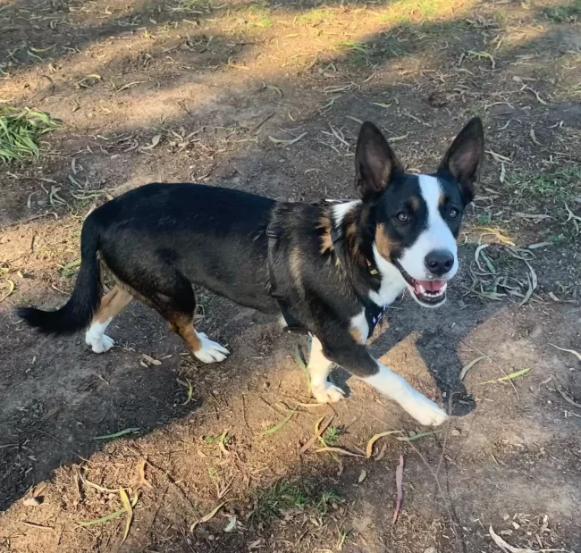 femme trouve chiot abandonné bois sait exactement quoi faire