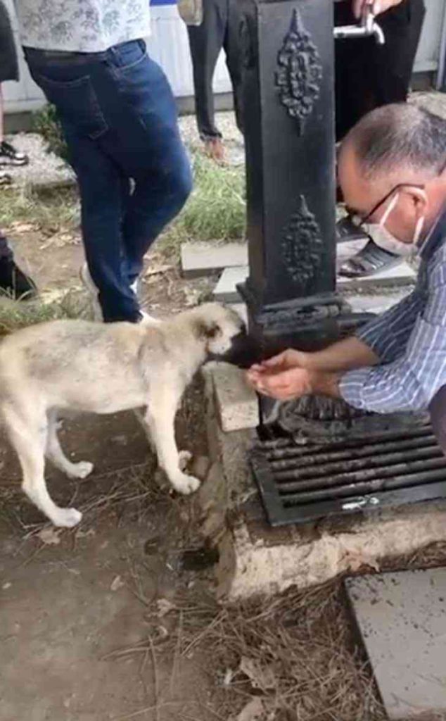 homme recueille l'eau ses mains étanche soif d'un chien errant