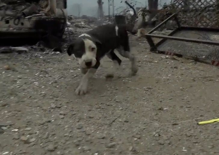 homme s'effondre après retrouvé chien perdu incendie