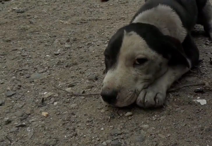 homme s'effondre après retrouvé chien perdu incendie