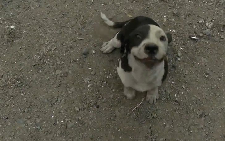 homme s'effondre après retrouvé chien perdu incendie
