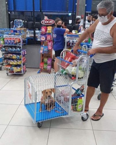 initiative supermarché présence charrettes chiots séparent pas propriétaires