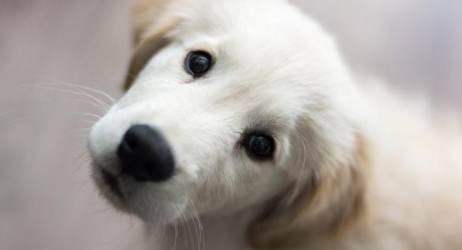 initiative supermarché présence charrettes chiots séparent pas propriétaires