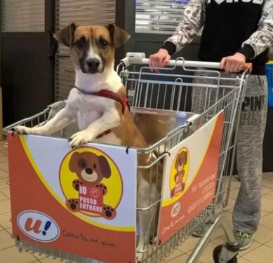 initiative supermarché présence charrettes chiots séparent pas propriétaires