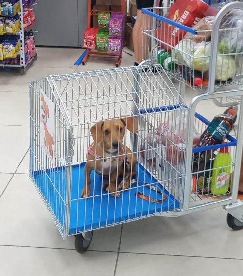 initiative supermarché présence charrettes chiots séparent pas propriétaires