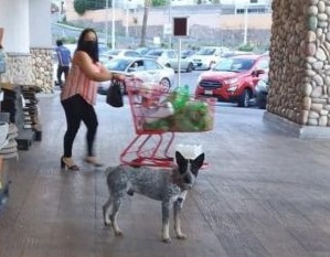 initiative supermarché présence charrettes chiots séparent pas propriétaires