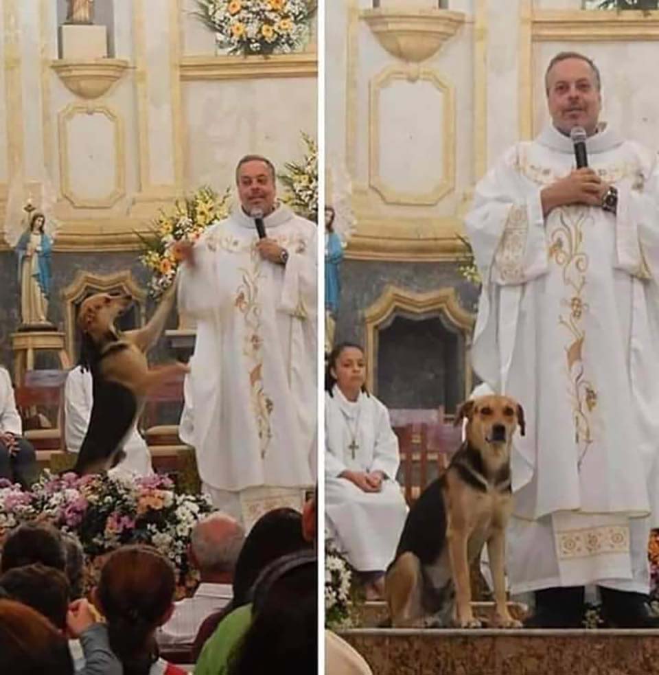 prêtre chiens errants adoption massive
