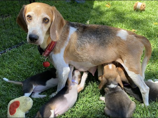 prince Harry et Meghan adoptent beagle maltraité sauvé élevage masse