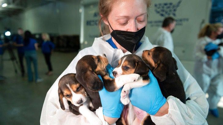 sauvetage plus de 4 000 Beagles devaient être utilisés expériences