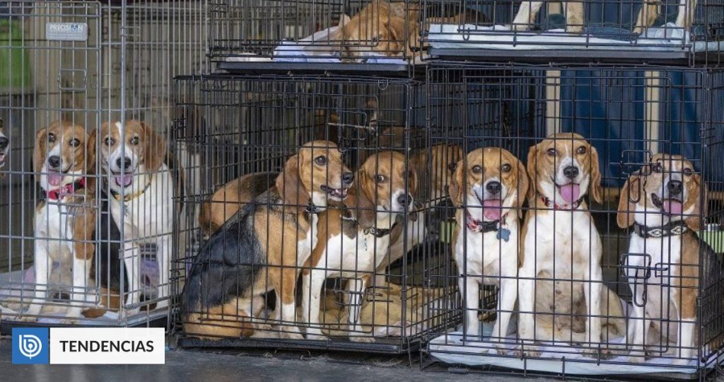 sauvetage plus de 4 000 Beagles devaient être utilisés expériences
