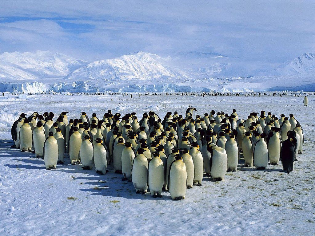 Comment les pingouins se différencient-ils
