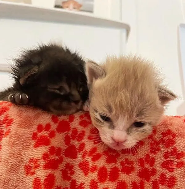 Deux chatons miracles se soutiennent mutuellement l'âge 3 jours
