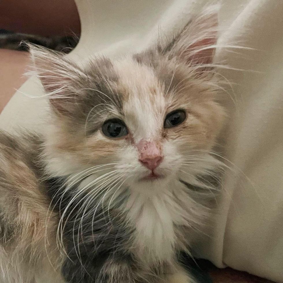 Nuggie petit chat laissé seul détermination change tout