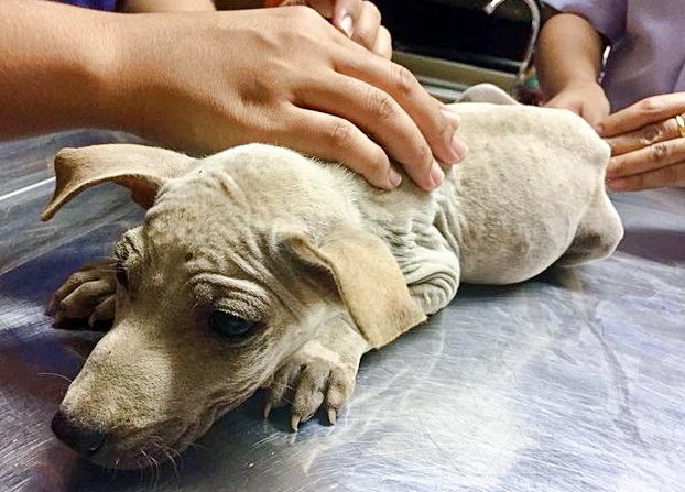 Un chien sans abri soulagé s'accroche héros sait enfin sécurité