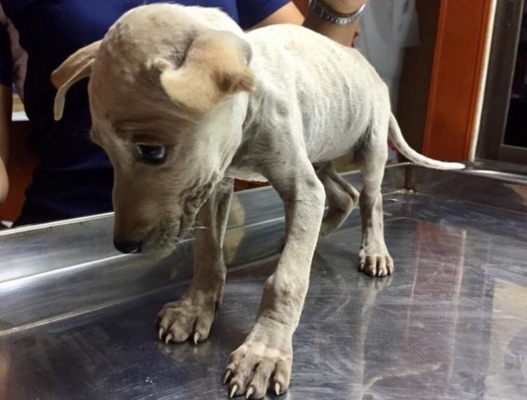 Un chien sans abri soulagé s'accroche héros sait enfin sécurité