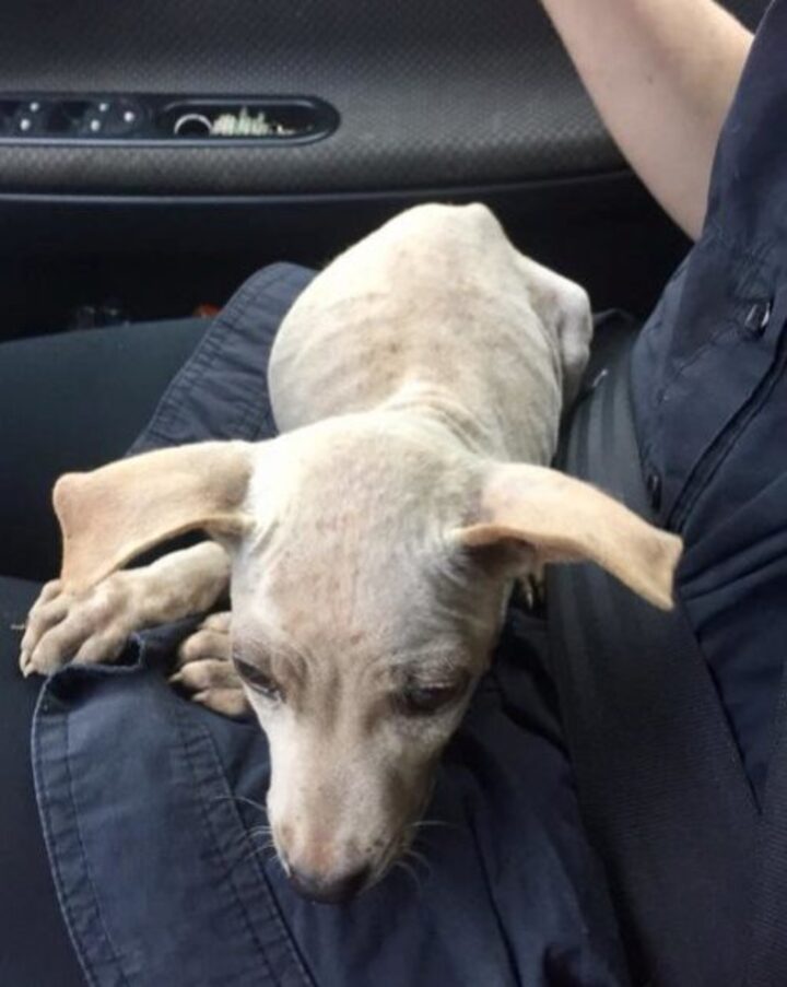 Un chien sans abri soulagé s'accroche héros sait enfin sécurité