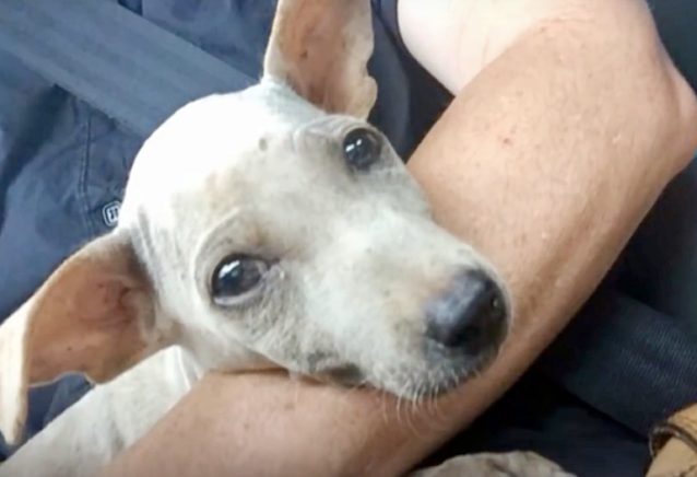 Un chien sans abri soulagé s'accroche héros sait enfin sécurité