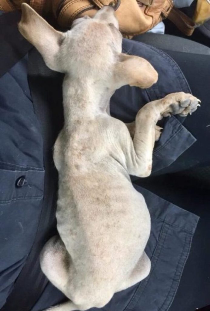Un chien sans abri soulagé s'accroche héros sait enfin sécurité
