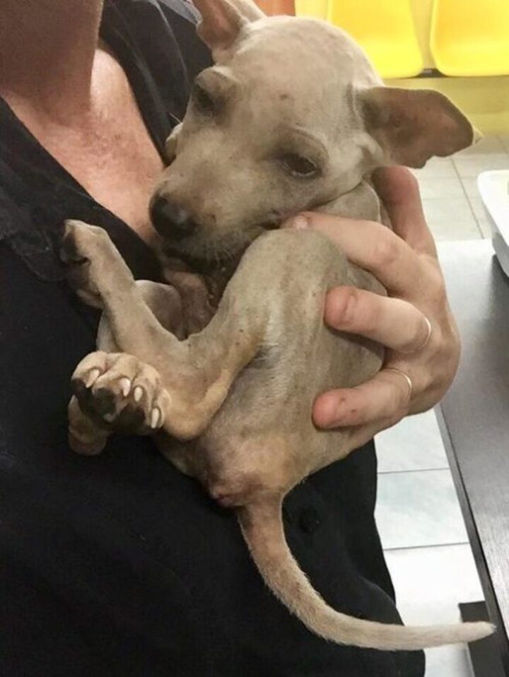 Un chien sans abri soulagé s'accroche héros sait enfin sécurité