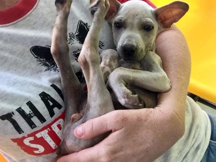 Un chien sans abri soulagé s'accroche héros sait enfin sécurité