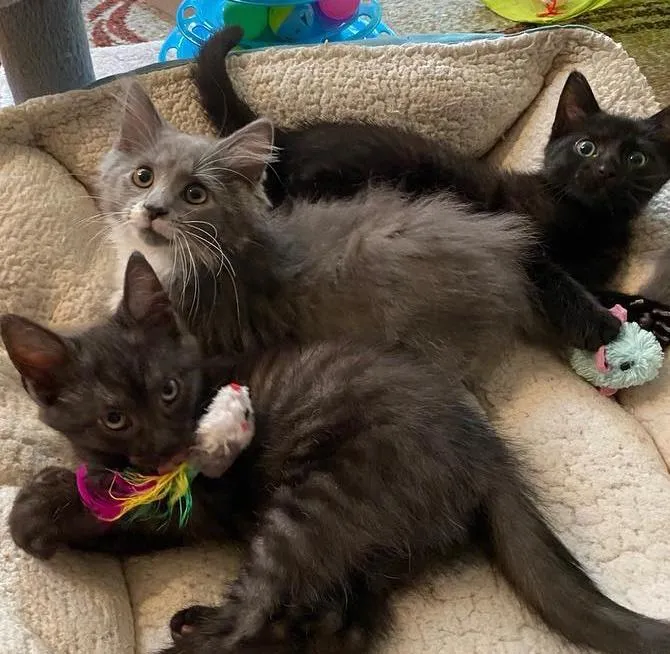 Une femme trouve 3 chatons courent droit vers elle sait besoin aide