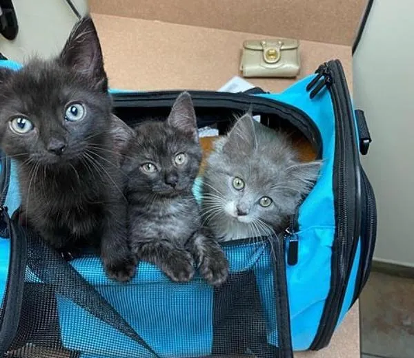 Une femme trouve 3 chatons courent droit vers elle sait besoin aide