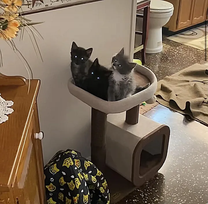 Une femme trouve 3 chatons courent droit vers elle sait besoin aide