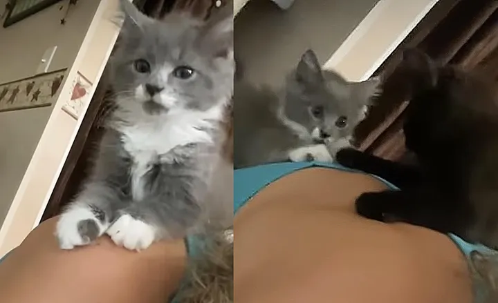 Une femme trouve 3 chatons courent droit vers elle sait besoin aide