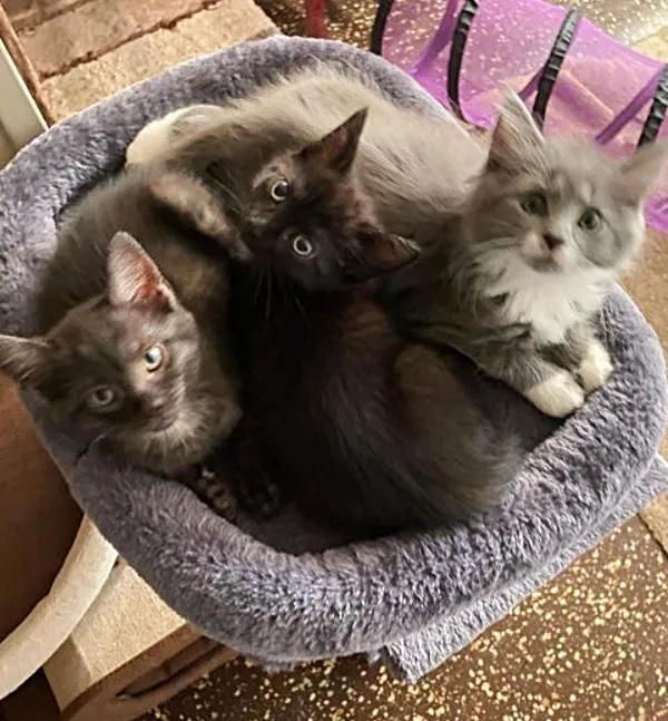 Une femme trouve 3 chatons courent droit vers elle sait besoin aide