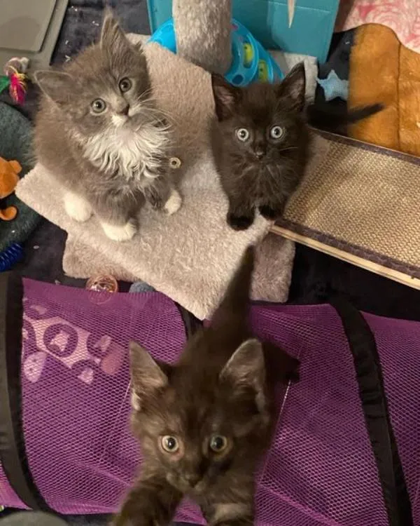 Une femme trouve 3 chatons courent droit vers elle sait besoin aide