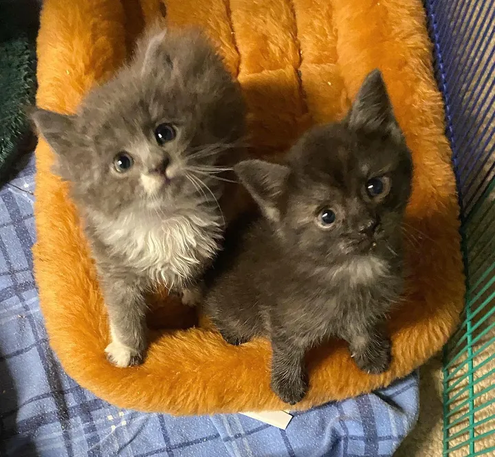 Une femme trouve 3 chatons courent droit vers elle sait besoin aide