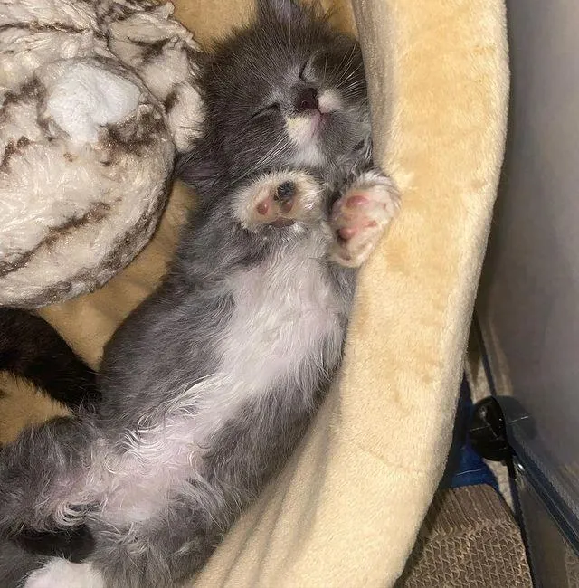 Une femme trouve 3 chatons courent droit vers elle sait besoin aide