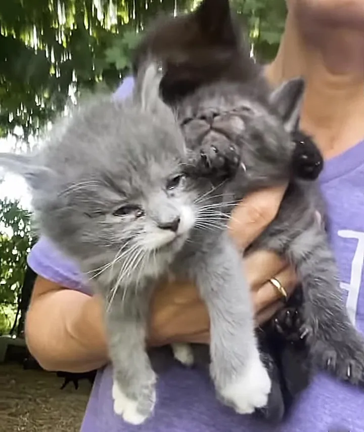 Une femme trouve 3 chatons courent droit vers elle sait besoin aide