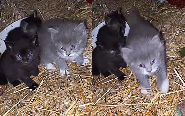 Une femme trouve 3 chatons courent droit vers elle sait besoin aide