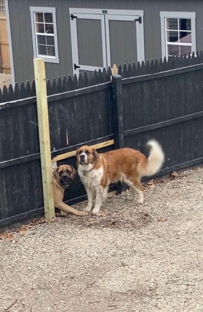 adorable chien crée trou dans clôture bois pour voir copain côté