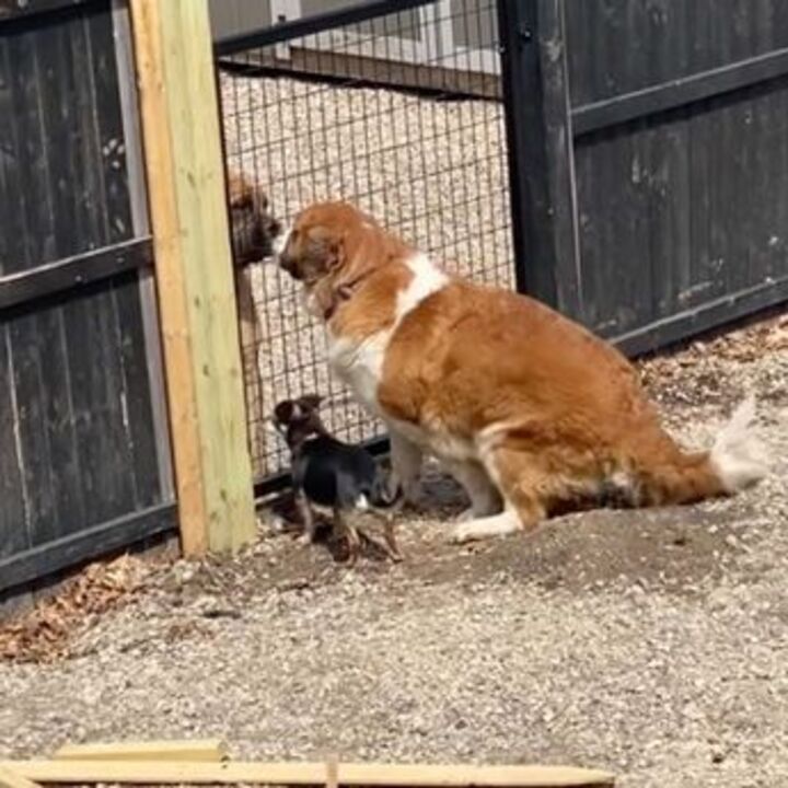 adorable chien crée trou dans clôture bois pour voir copain côté