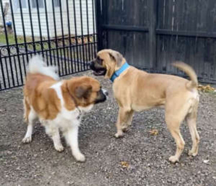 adorable chien crée trou dans clôture bois pour voir copain côté