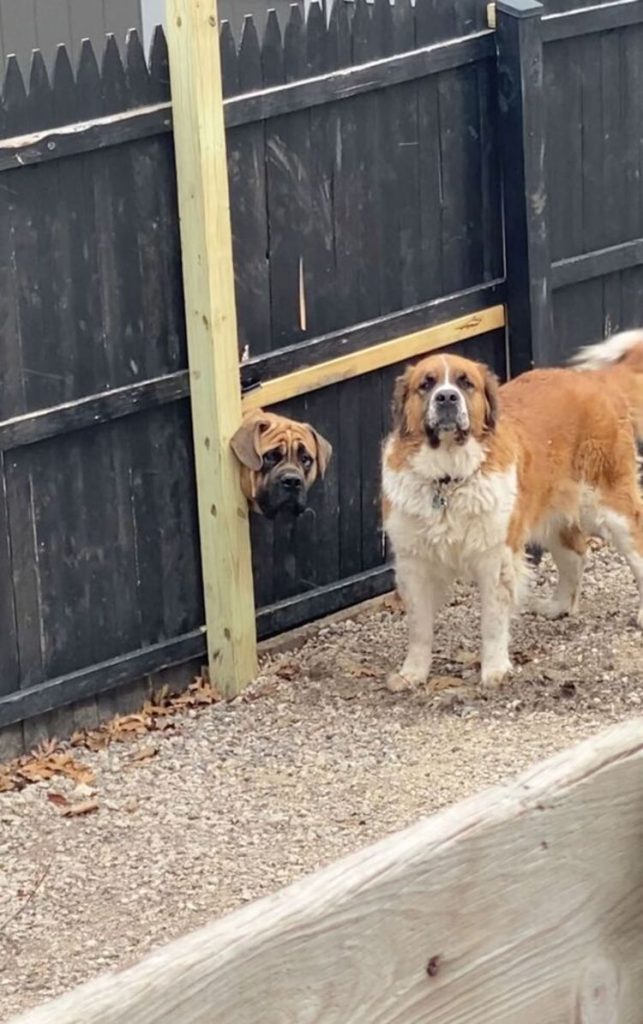adorable chien crée trou dans clôture bois pour voir copain côté