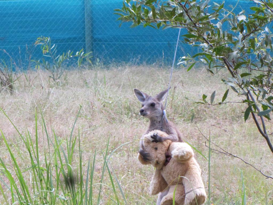 bébé kangourou orphelin veut faire câlin ours peluche bien-aimé