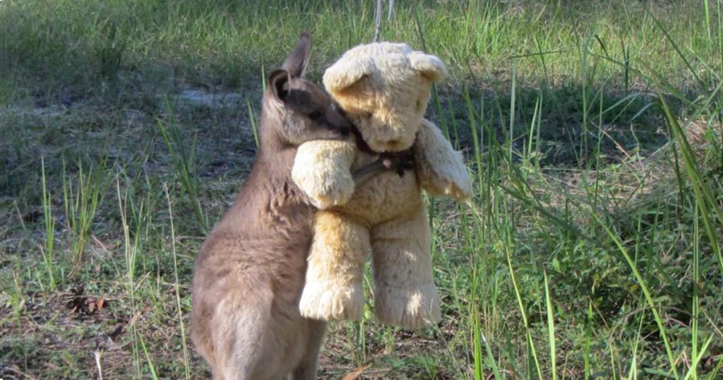 bébé kangourou orphelin veut faire câlin ours peluche bien-aimé