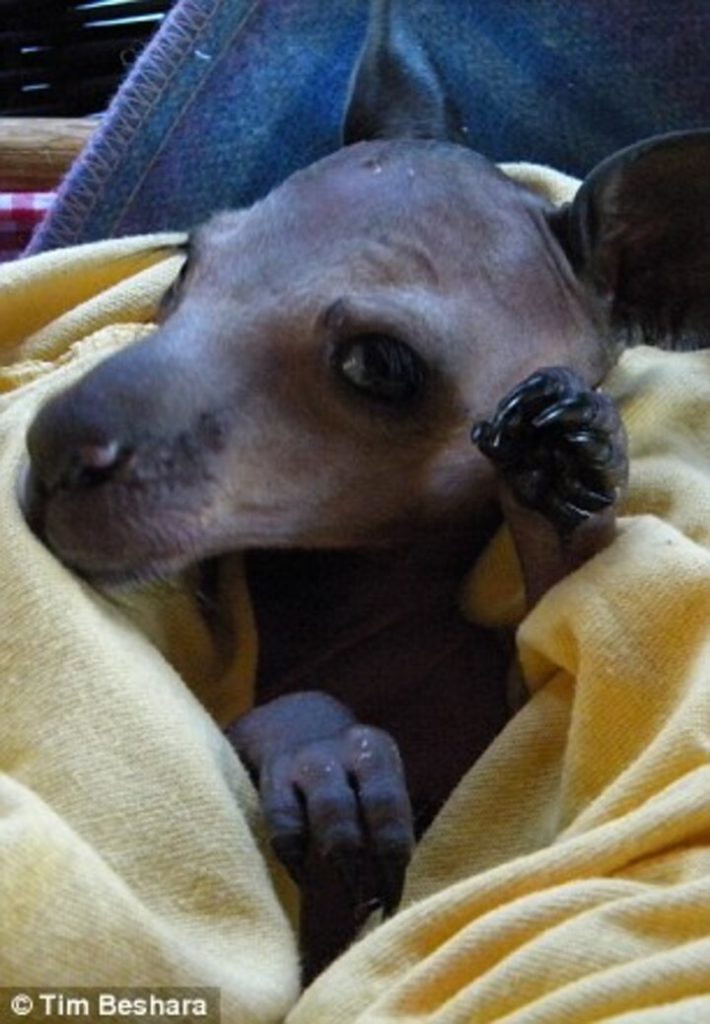 bébé kangourou orphelin veut faire câlin ours peluche bien-aimé